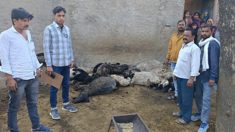 बाड़े में घुसा कुत्तों का झुंड, 25 भेड़ो की मौत,15 घायल