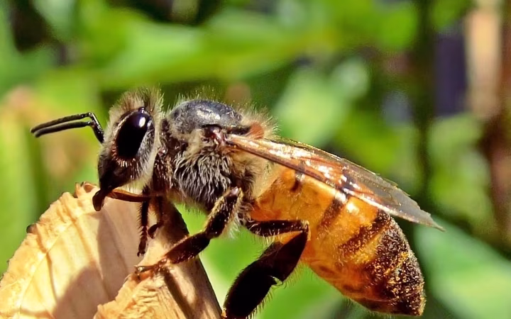 शिक्षा मंत्री मदन दिलावर पर मधुमक्खियों का अटैक