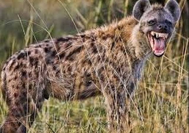 दूसरे दिन जरख का नही लगा सुराग