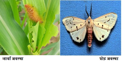 खाद्यान्न एवं दलहनी फसलों पर कातरा कीट के प्रकोप से बचाव के उपाय