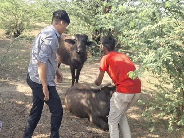 ग्राम रथ अभियान ग्राम पंचायत मावशिया मौके  पर मिली राहत पशुओं का हुआ टीकाकरण