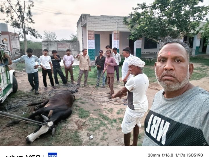 ग्रामीणों ने दिखाई मानवता: घायल नंदी को सुरक्षित पहुंचाया बढ़ते कदम गौशाला केकड़ी
