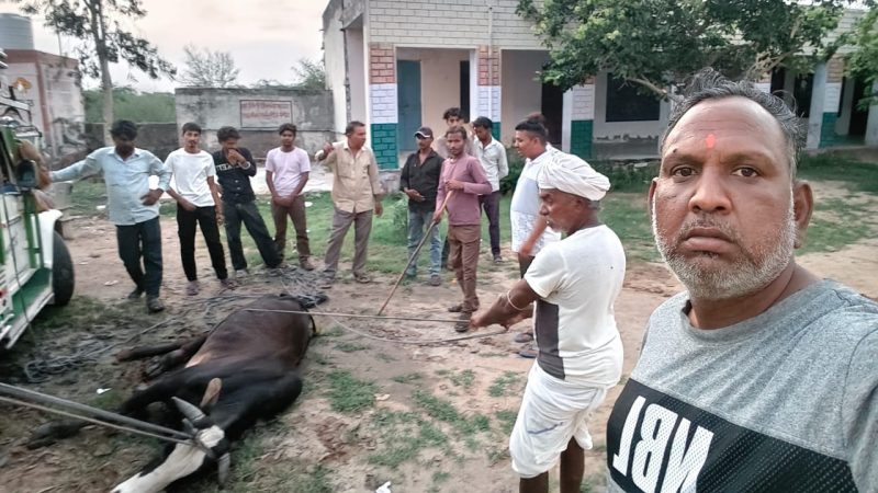 ग्रामीणों ने दिखाई मानवता: घायल नंदी को सुरक्षित पहुंचाया बढ़ते कदम गौशाला केकड़ी