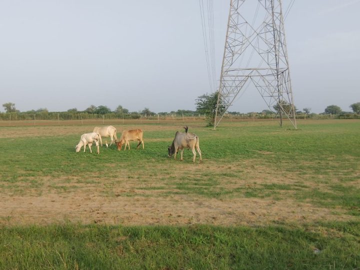 आवारा गायों और सांडों से किसानों की बोई फसलें चोपट, ग्रामीणों ने समाधान की मांग