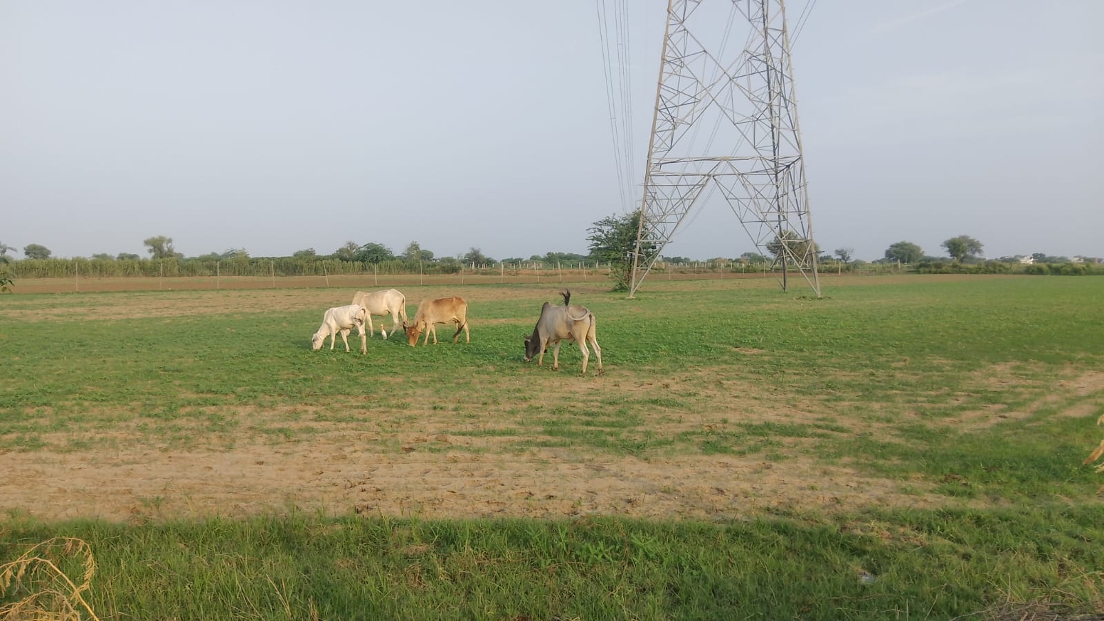 आवारा गायों और सांडों से किसानों की बोई फसलें चोपट, ग्रामीणों ने समाधान की मांग