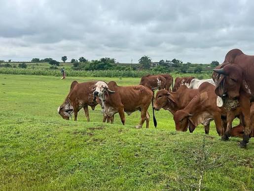 गौचर भूमि पर अतिक्रमण करने वालों पर सख्ती, 15 दिन में कार्रवाई की रिपोर्ट