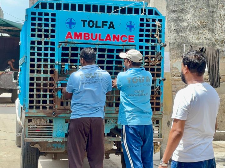 नसीराबाद में श्वान समस्या पर छावनी परिषद सख्त, वार्ड 4-5 से 8 श्वान पकड़े